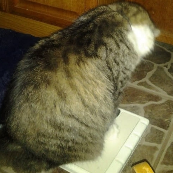 Meet your Posher, Riva Sue - Picture 7 of 13